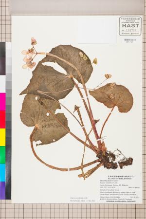Begonia manillensis標本_BRCM 2569