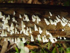 Calyptella capula(帽形菌)