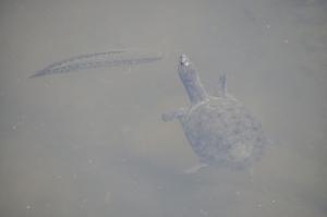 中華鱉  (水魚)