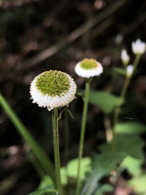 矮菊