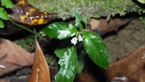 白花蛇根草