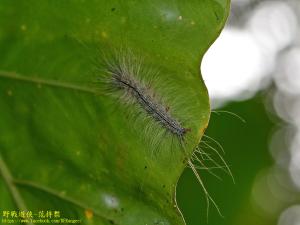 閃光苔蛾(臺灣亞種)