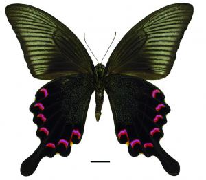 Papilio bianor bianor Cramer, 1777 翠鳳蝶