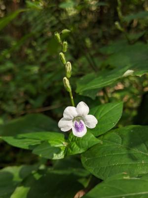 小花寬葉馬偕花