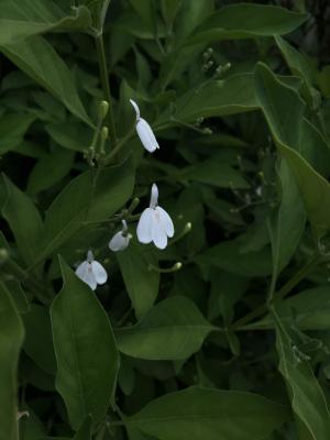 白鶴靈芝