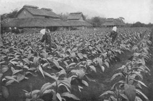 吉野村的煙草園