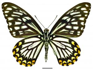 Papilio clytia Linnaeus, 1758 (f. dissimilis) (f. dissimilis) 大斑鳳蝶(多紋型)