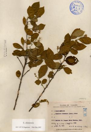 Symplocos chinensis (Lour.) Druce_標本_BRCM 4374