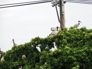 埃及聖鹮