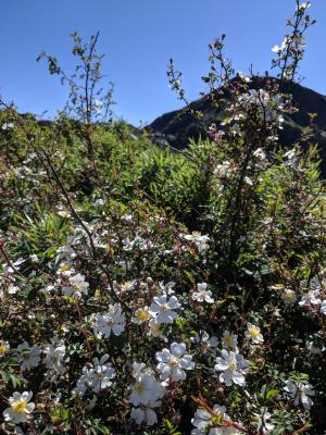 高山薔薇