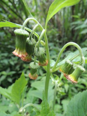 野茼蒿