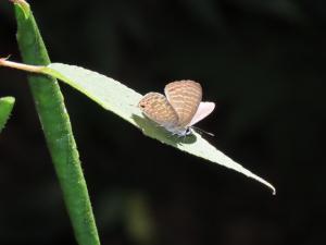 埔里波紋小灰蝶