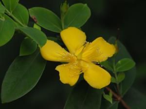 雙花金絲桃