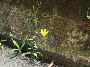 黃花韮蘭 黃花蔥蓮 黃色風雨花