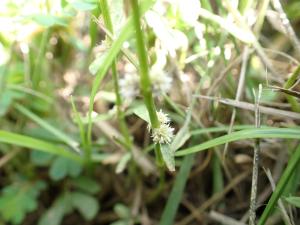 蝦鉗菜 (蓮子草 )