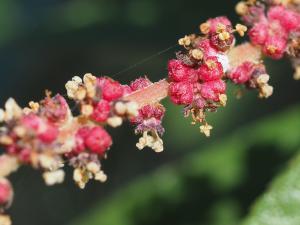 密花苧麻