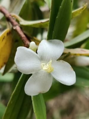 臺灣厚距花