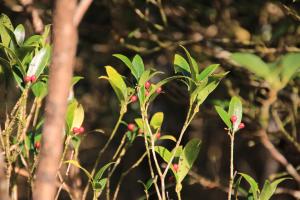 深紅茵芋