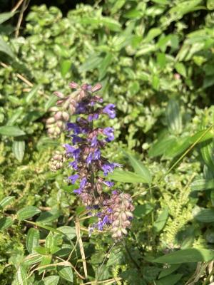 日本紫花鼠尾草