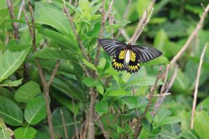 珠光鳳蝶蘭嶼亞種 (蘭嶼黃裙鳳蝶、蘭嶼金鳳蝶)