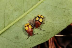 黃斑盾胸金花蟲