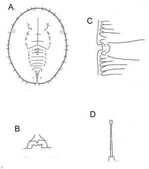 Singhiella elaeagni  (Takahashi, 1935)