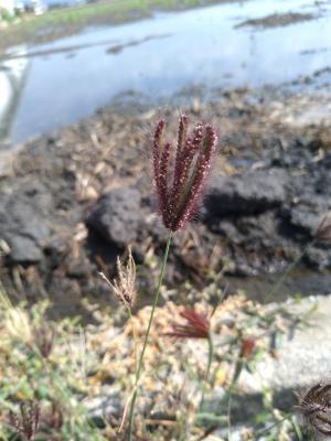 虎尾草、刺虎尾草、孟仁草