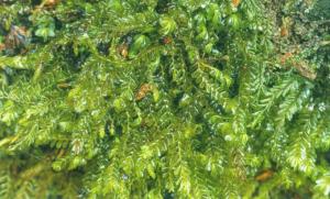 擬光萼羽蘚