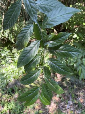 臺灣山桂花