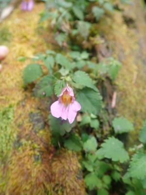 紫花鳳仙花