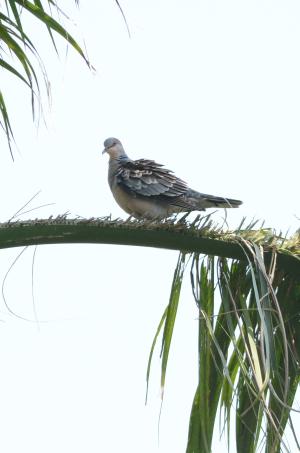 金背鳩