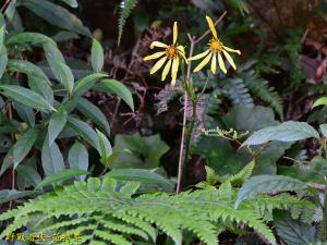 臺灣山菊