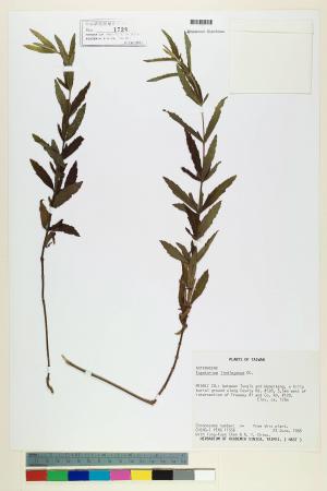 Eupatorium lindleyanum DC._標本_BRCM 5718