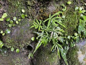 井欄邊草 (鳳尾蕨)