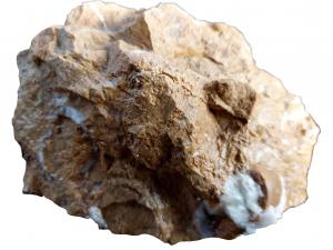 新竹關西的化石石灰岩