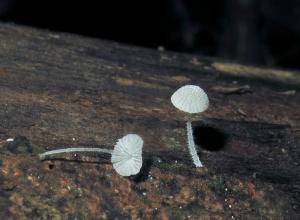 Mycena tenerrima(柔軟小菇)