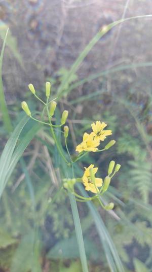 中華小苦蕒 山苦蕒