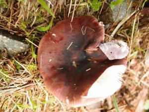 Russula olivacea(青黃紅菇)