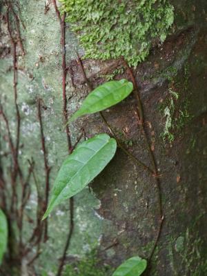 阿里山珍珠蓮