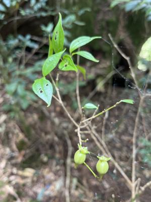 深山野牡丹