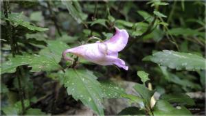 紫花鳳仙花