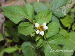 小白花鬼針