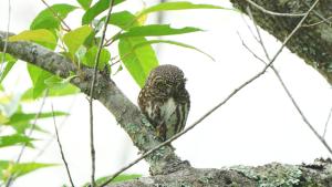 鵂鶹(台灣亞種)