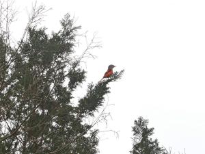 灰喉山椒鳥