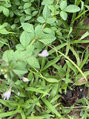 皺子白花菜