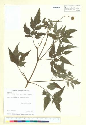 Bidens biternata (Lour.) Merr. & Sherff_標本_BRCM 6407