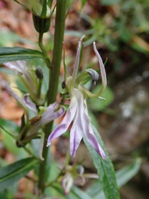 大本山梗菜