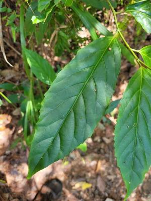 臺灣山桂花