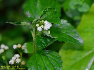 勝紅薊 (藿香薊)