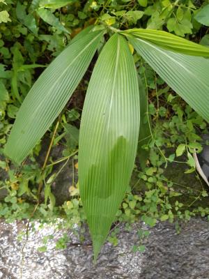 棕葉狗尾草